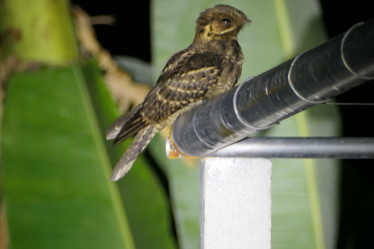 Indian Nightjar - Nancy Houlihan