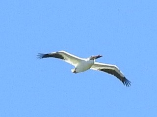 American White Pelican - Derek Isbister