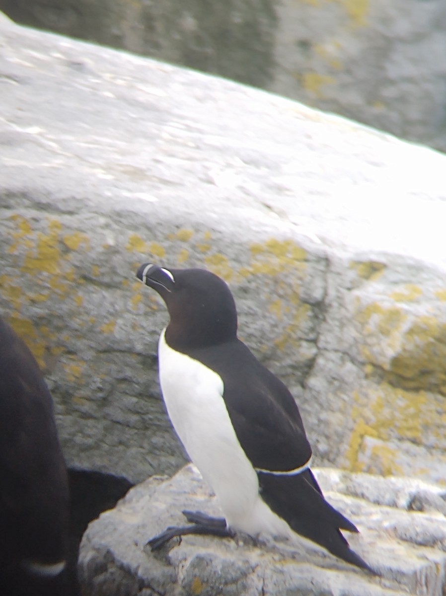 Razorbill - Mark Waite