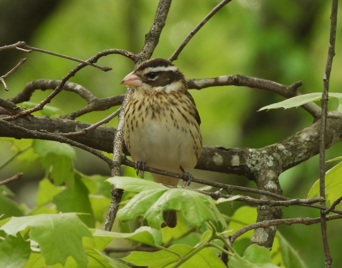 Rose-breasted Grosbeak - William Galloway