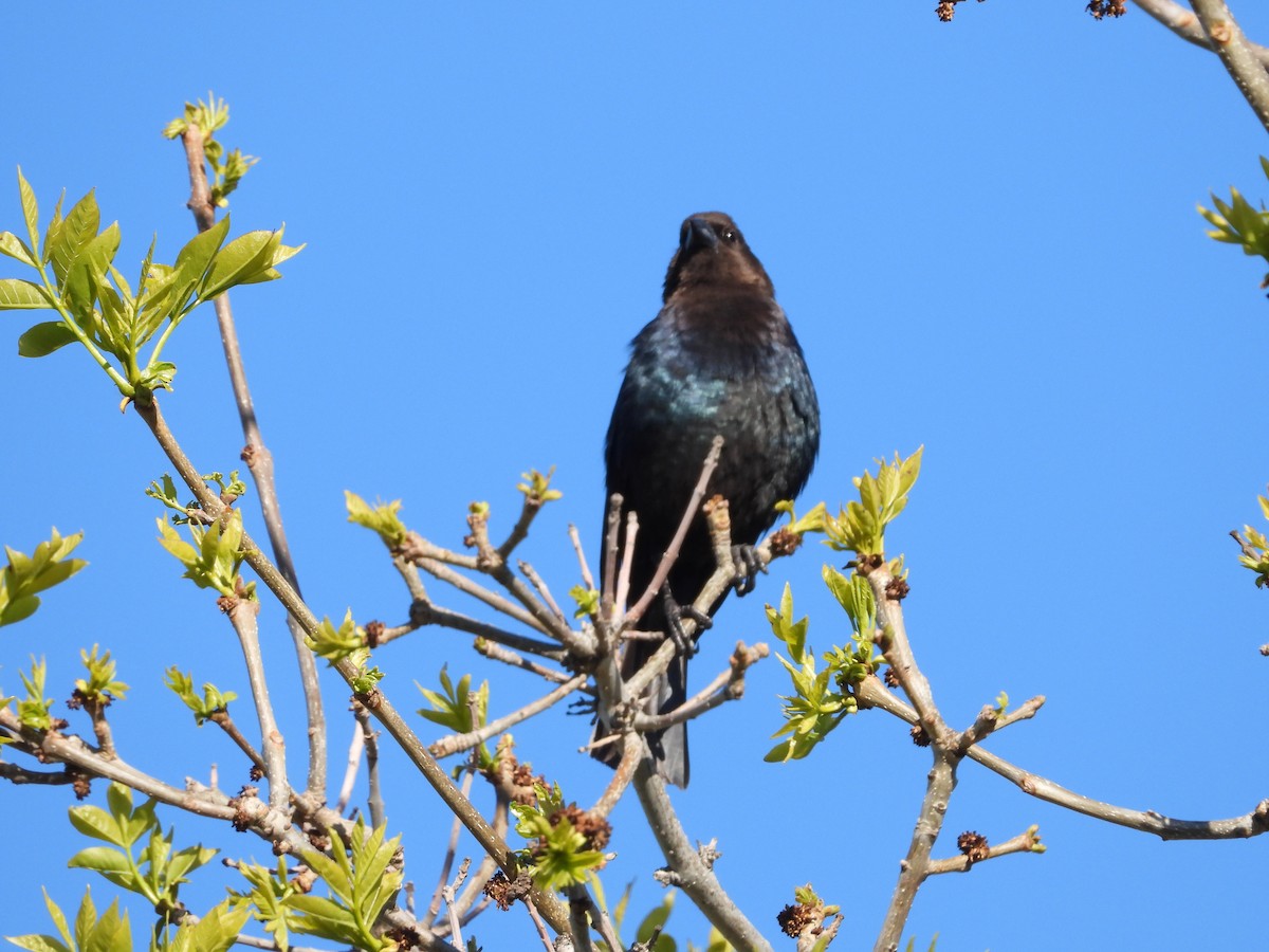 Brown-headed Cowbird - Gerard Nachtegaele