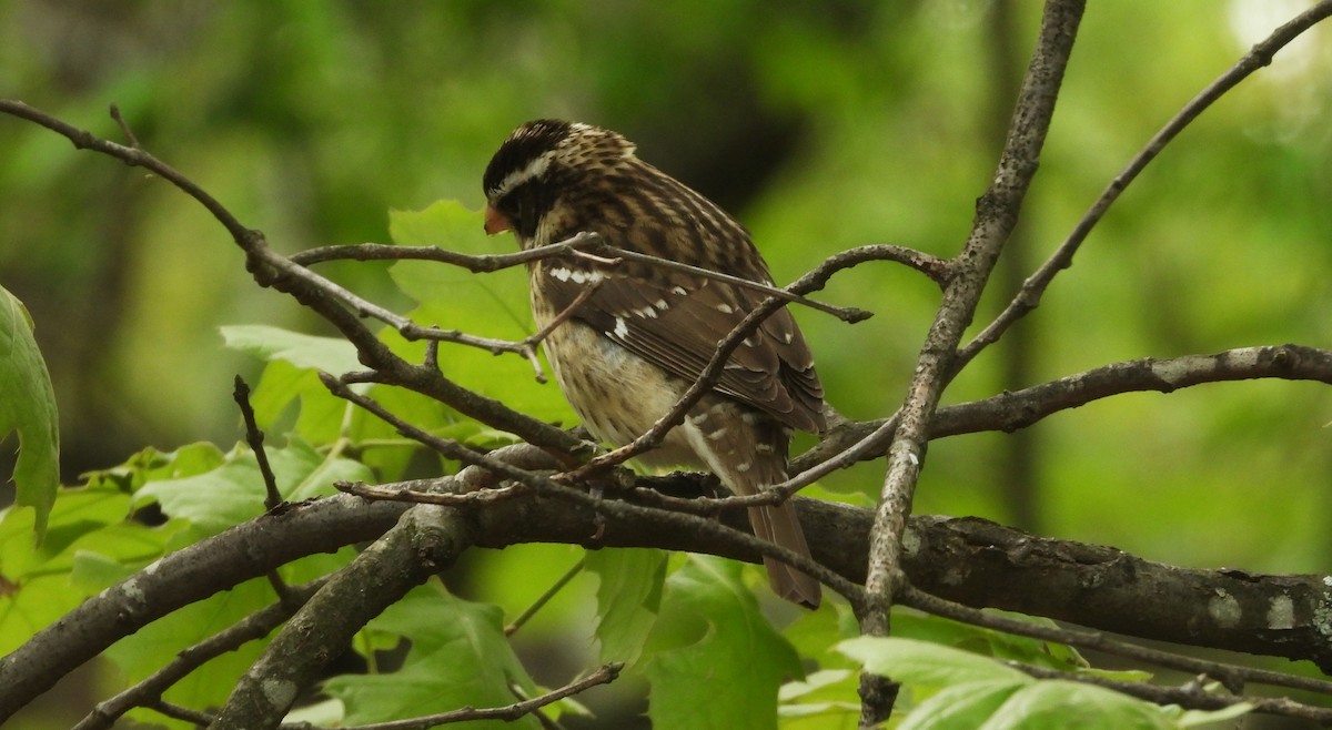 Rose-breasted Grosbeak - William Galloway