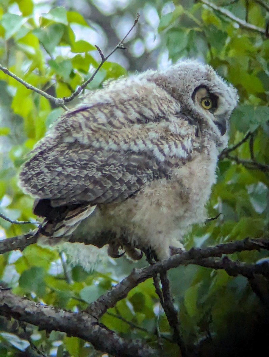 Great Horned Owl - Jack N