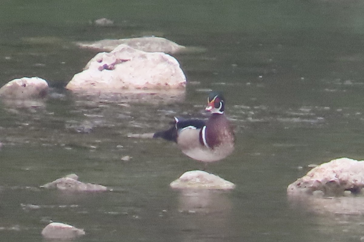 Wood Duck - Lucy Flanagan