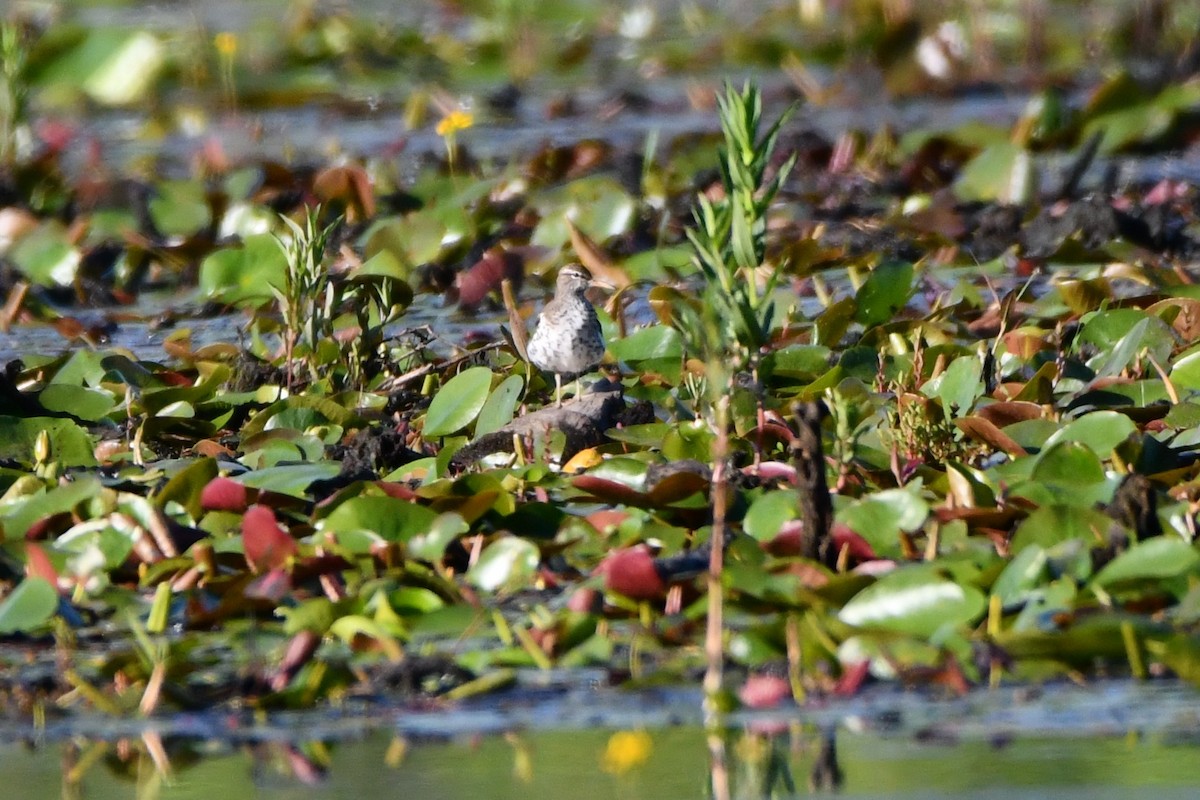 Spotted Sandpiper - ML619569875