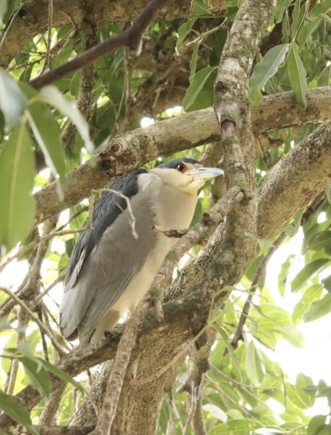 Black-crowned Night Heron - Janaina Souza