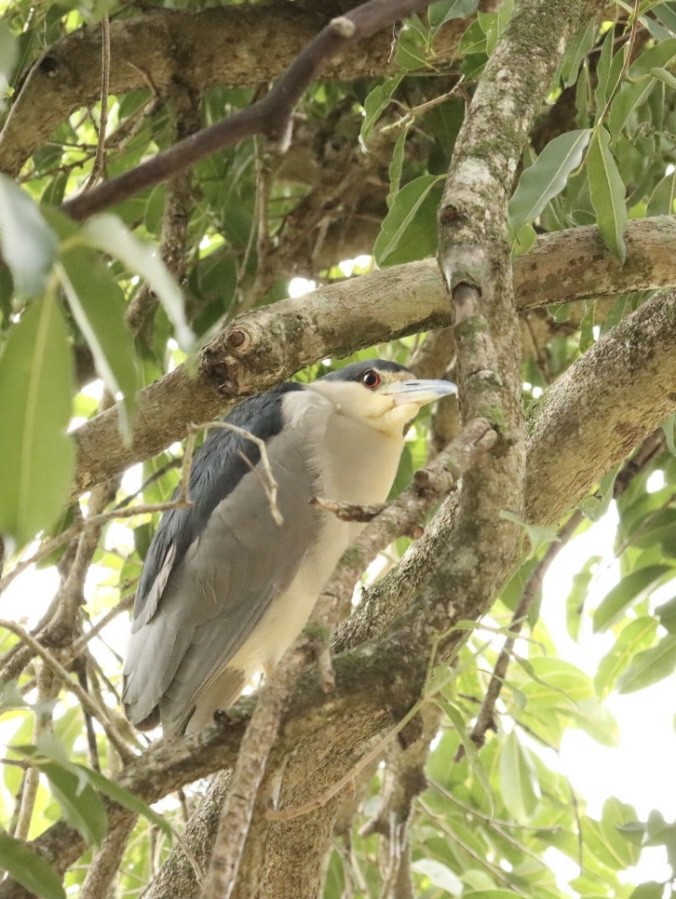 Black-crowned Night Heron - Janaina Souza