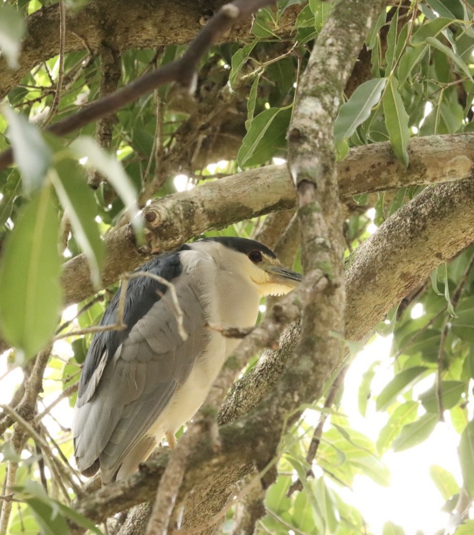 Black-crowned Night Heron - Janaina Souza