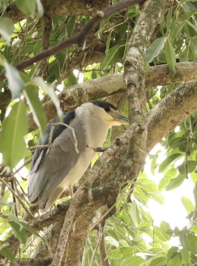 Black-crowned Night Heron - Janaina Souza