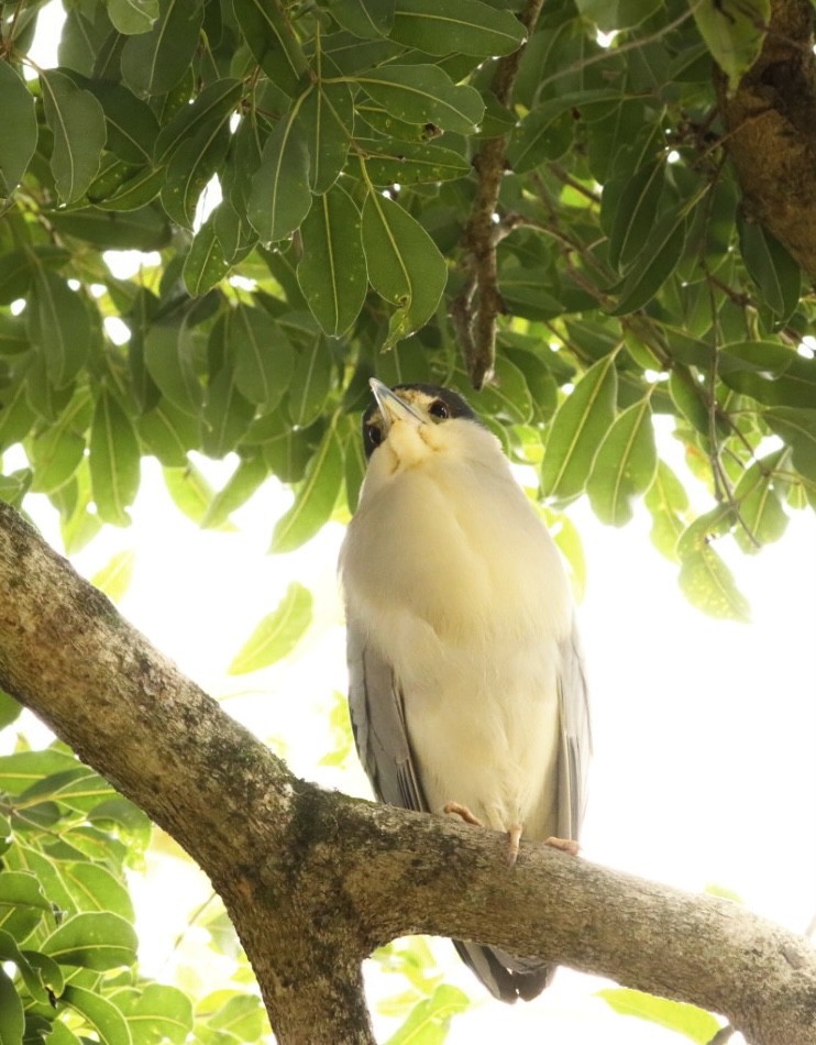 Black-crowned Night Heron - Janaina Souza