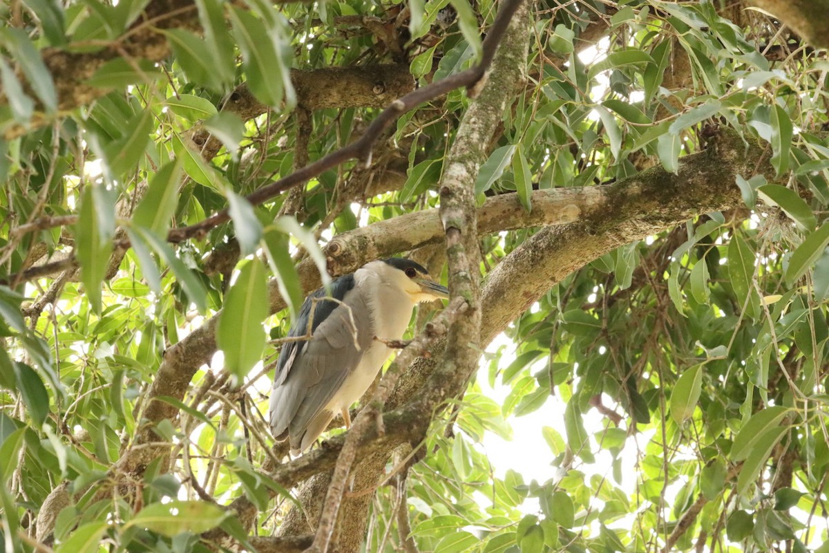 Black-crowned Night Heron - Janaina Souza