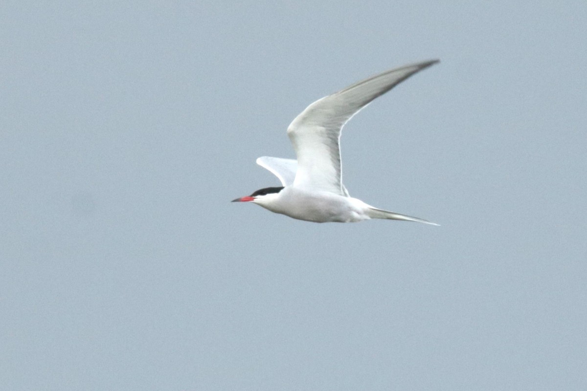 Common Tern - Jan Roedolf