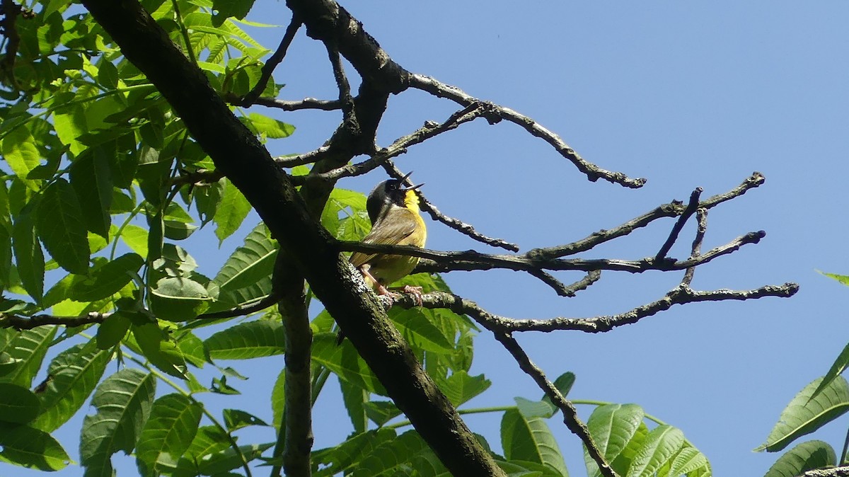 Common Yellowthroat - Daniel Islam