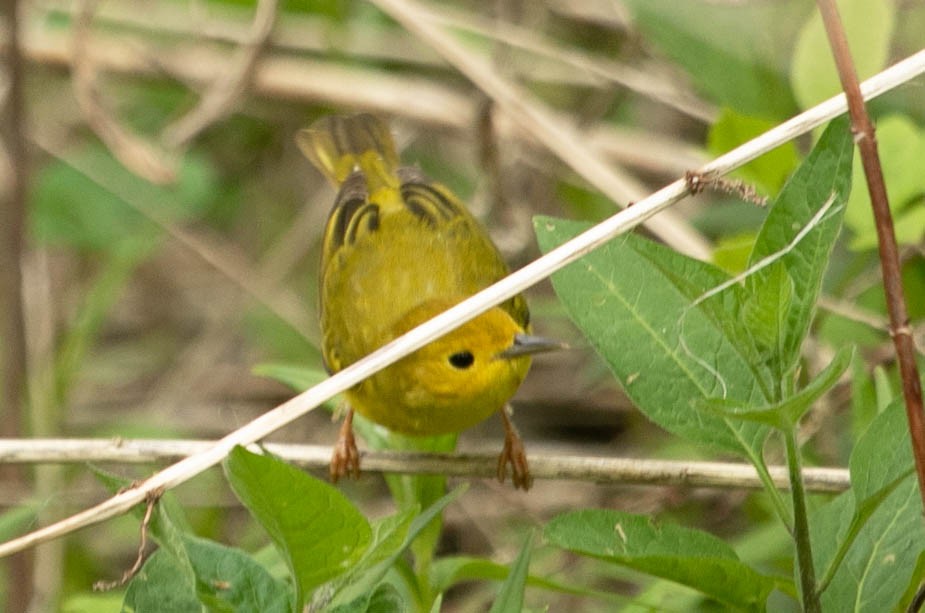 Yellow Warbler - Ross Hall