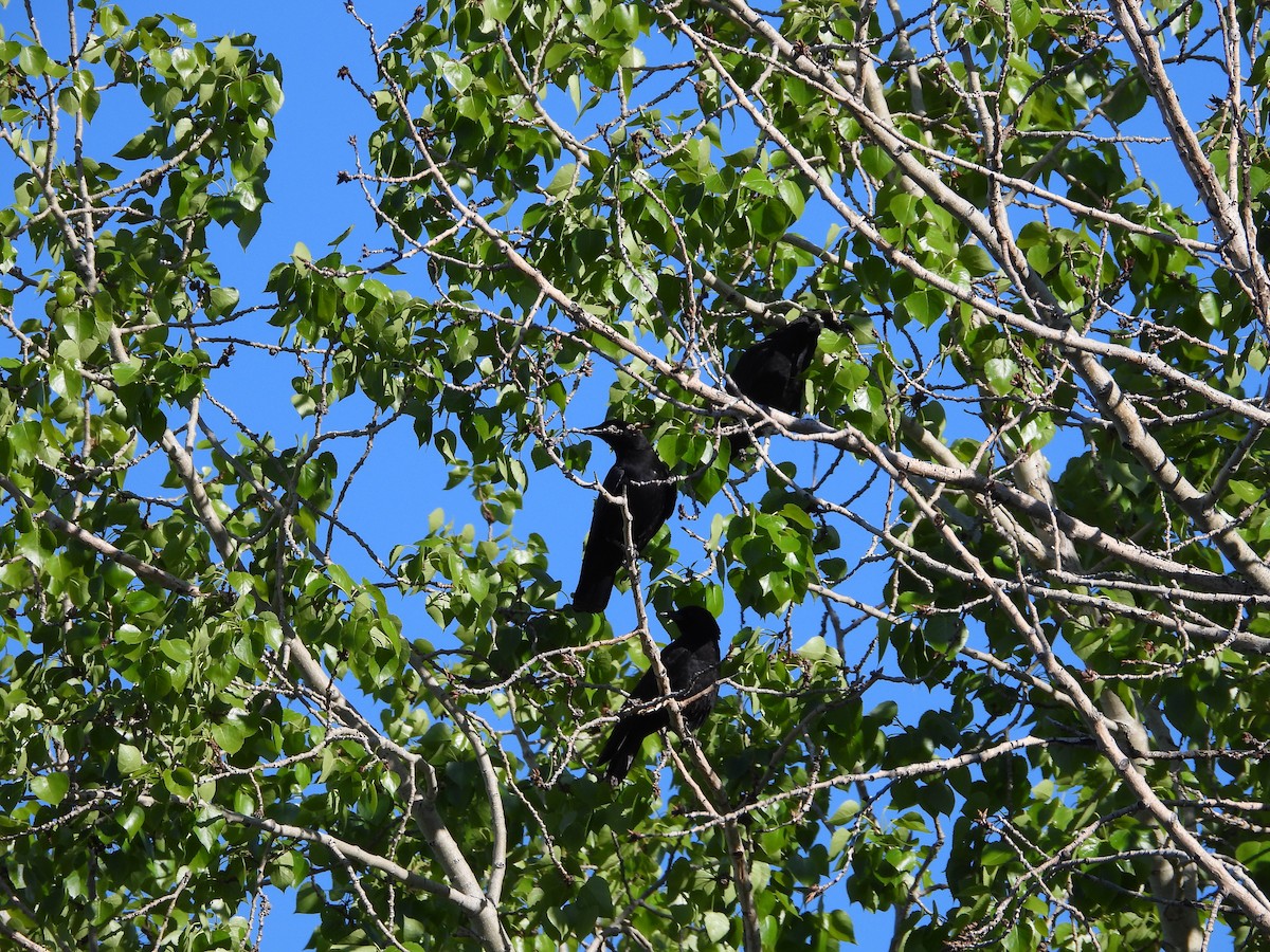 American Crow - Gerard Nachtegaele