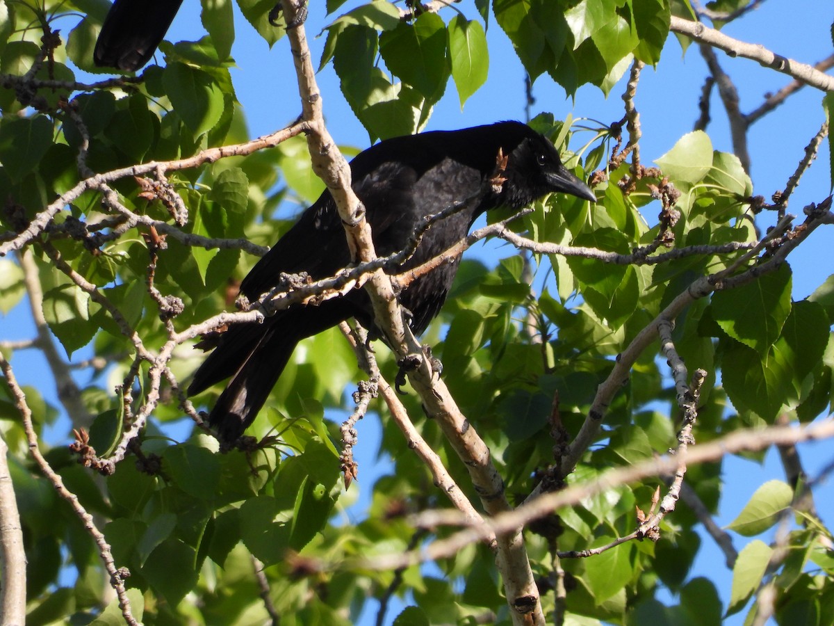 American Crow - Gerard Nachtegaele