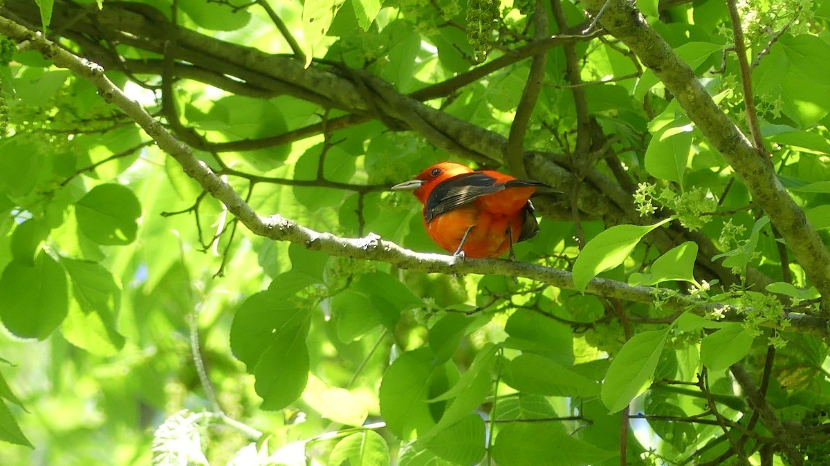 Scarlet Tanager - Daniel Islam