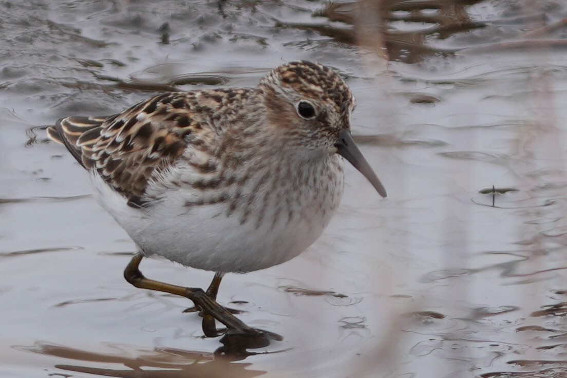 Least Sandpiper - Emily Mackevicius