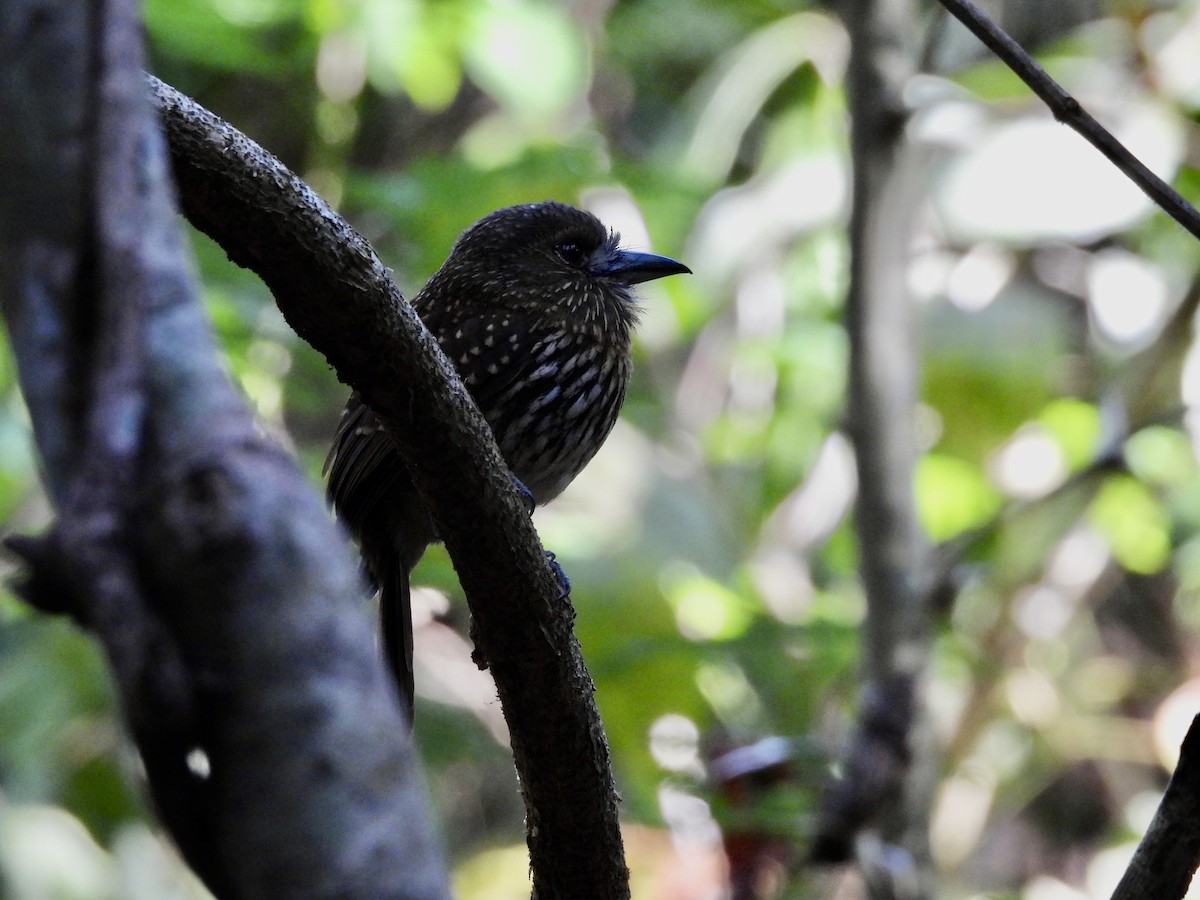 White-whiskered Puffbird - Susan Thome-Barrett