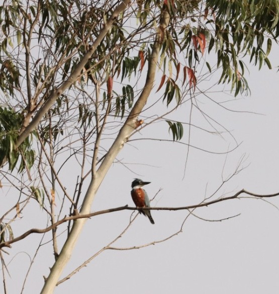 Ringed Kingfisher - Janaina Souza