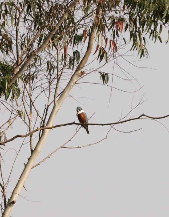 Ringed Kingfisher - Janaina Souza