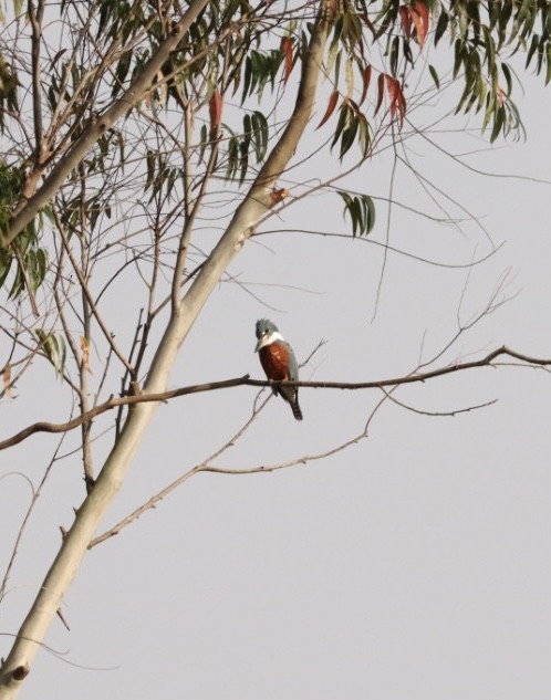 Ringed Kingfisher - Janaina Souza