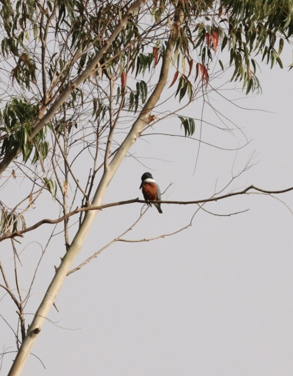 Ringed Kingfisher - Janaina Souza