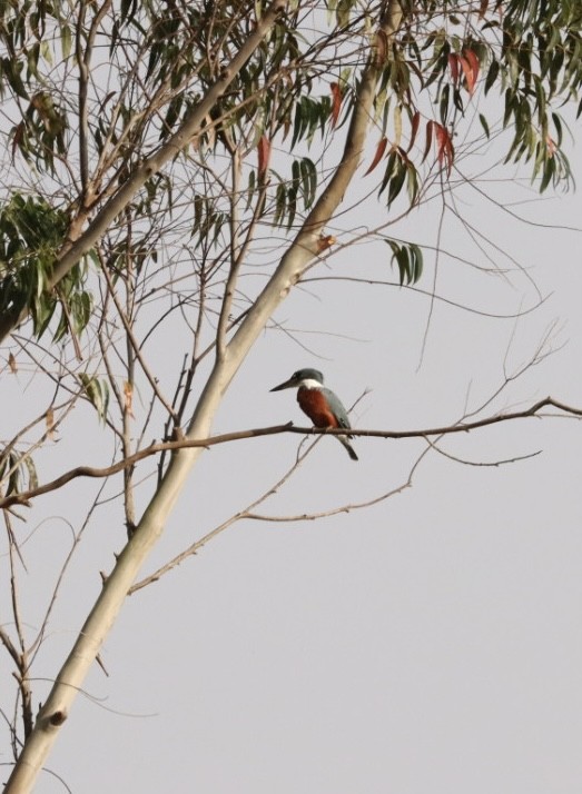 Ringed Kingfisher - Janaina Souza