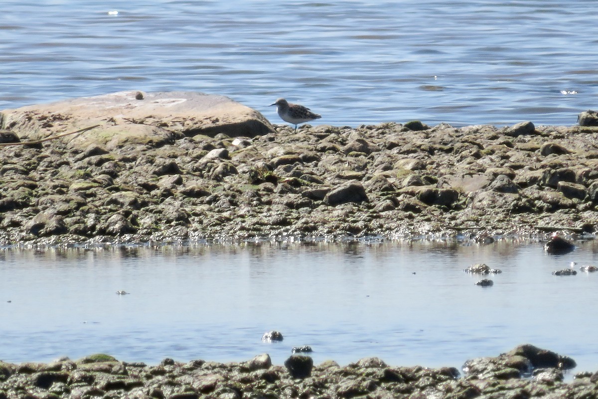 Little Stint - Antonina V