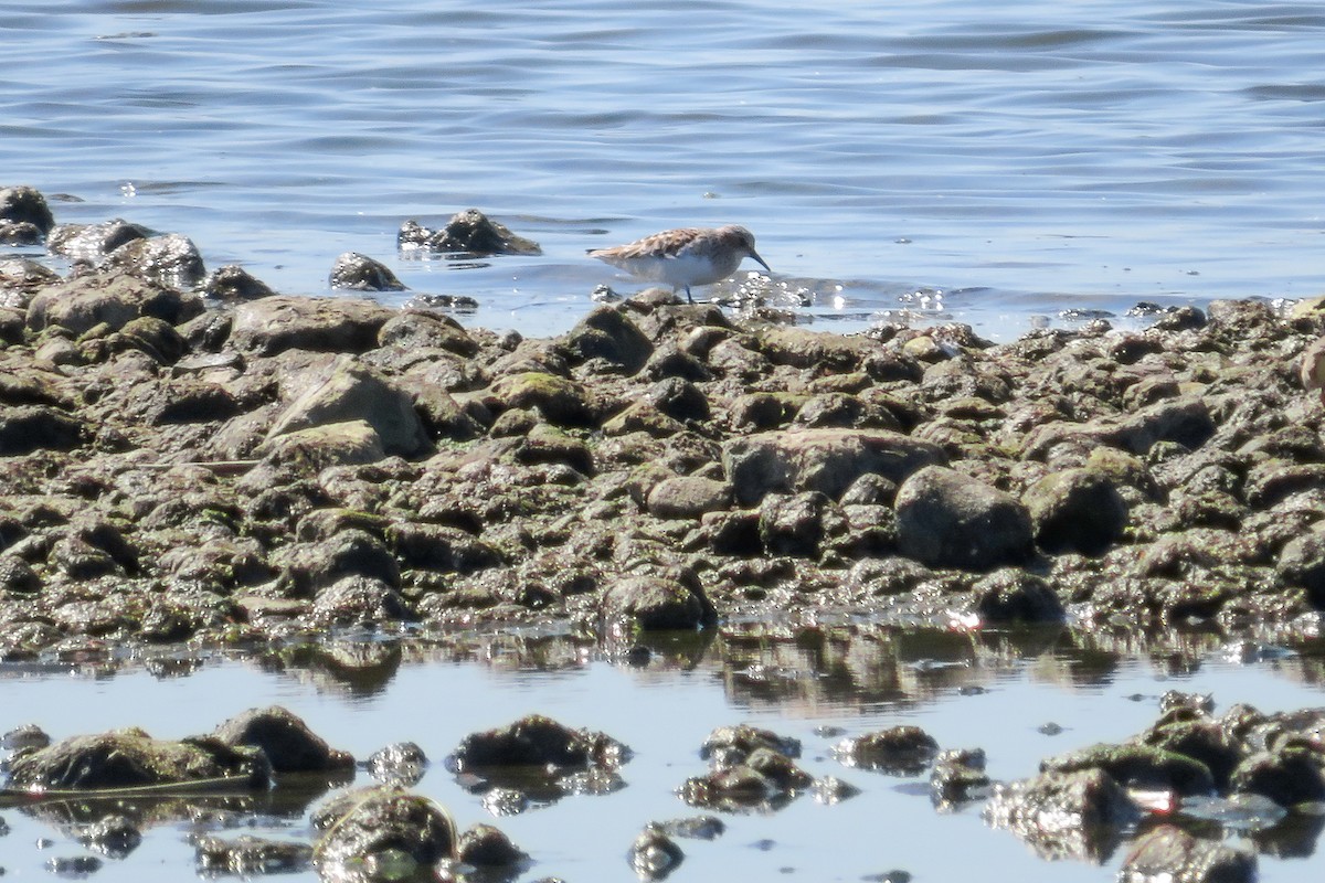 Little Stint - Antonina V