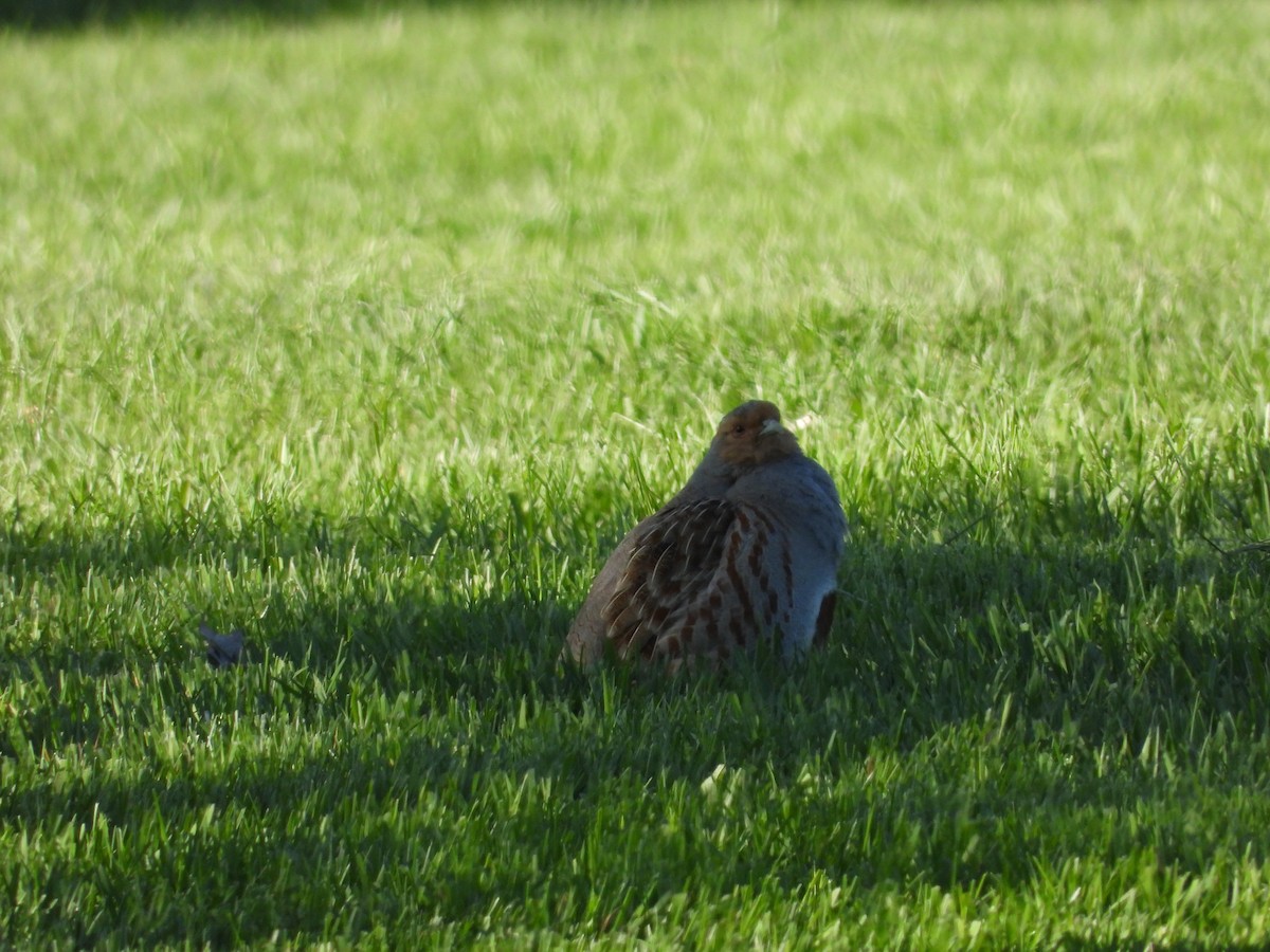 Gray Partridge - Gerard Nachtegaele