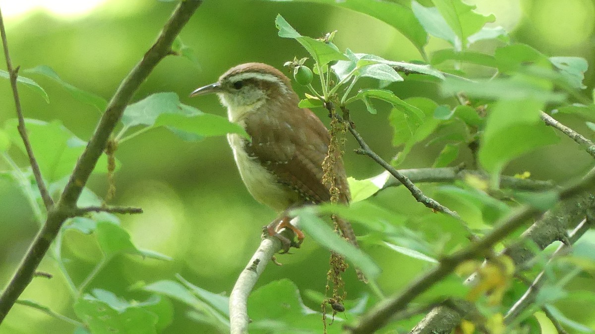 Carolina Wren - Daniel Islam