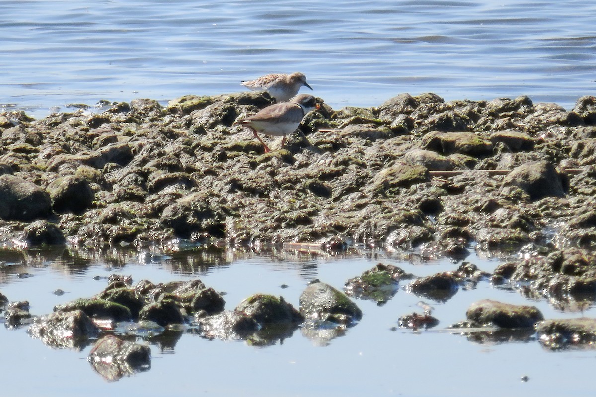 Little Stint - Antonina V