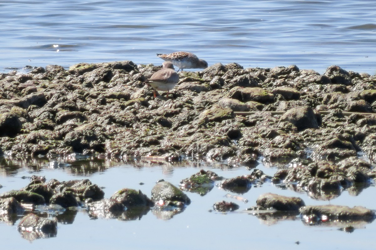 Little Stint - Antonina V