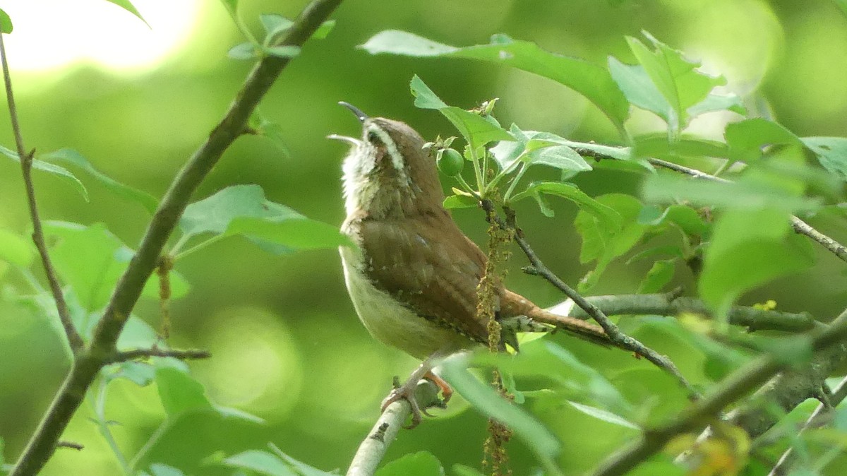 Carolina Wren - ML619569943