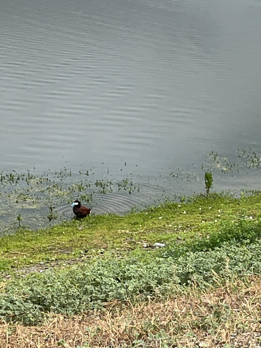 Ruddy Duck - Nick Krolikowski