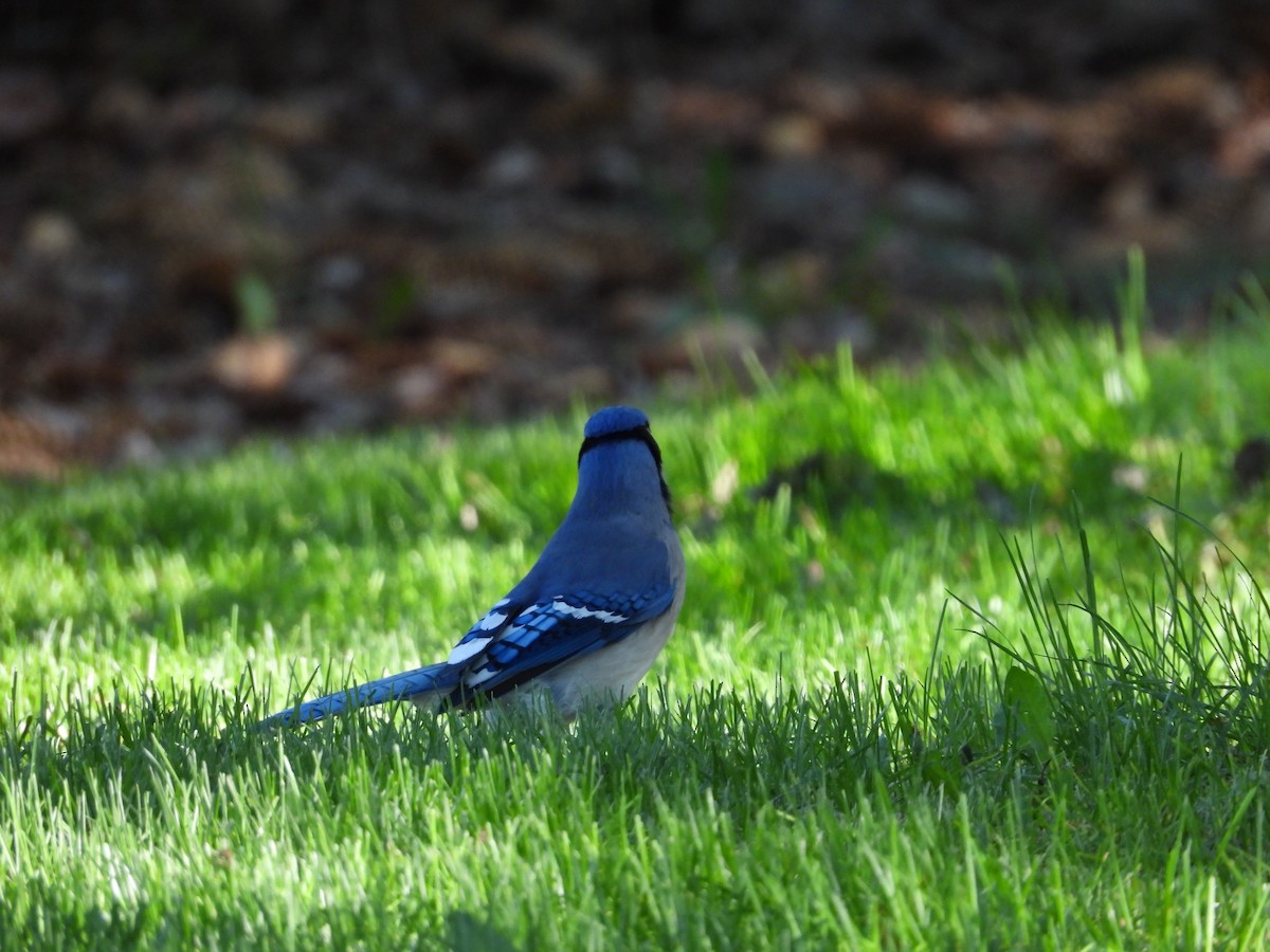 Blue Jay - Gerard Nachtegaele