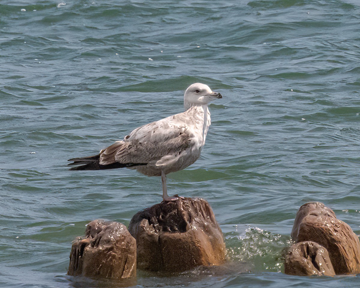 Herring Gull (American) - Mark Singer