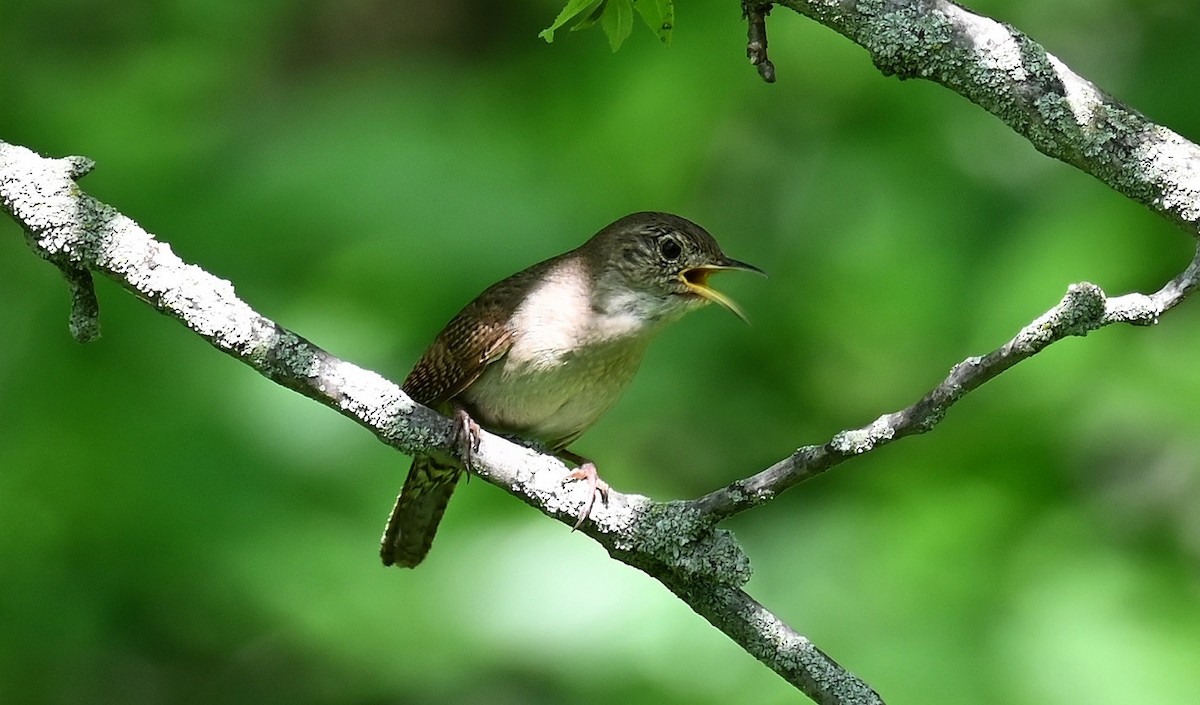 House Wren - Tim Saylor