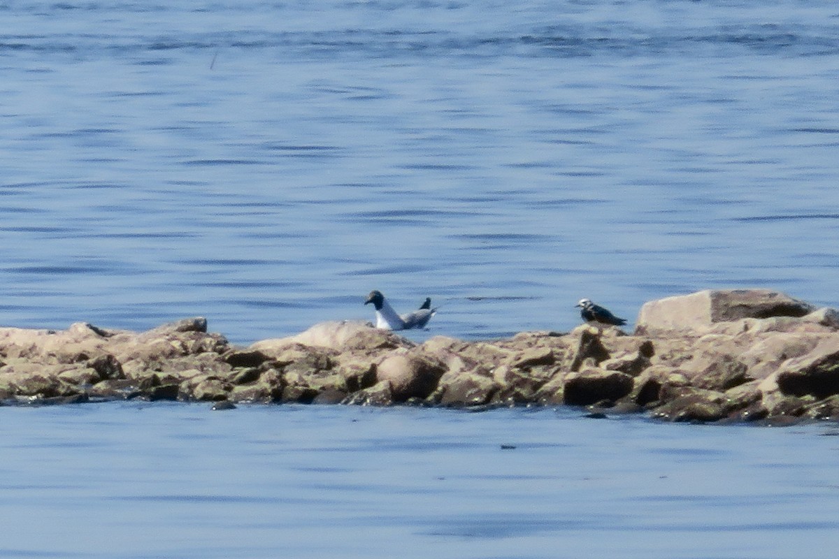 Ruddy Turnstone - Antonina V