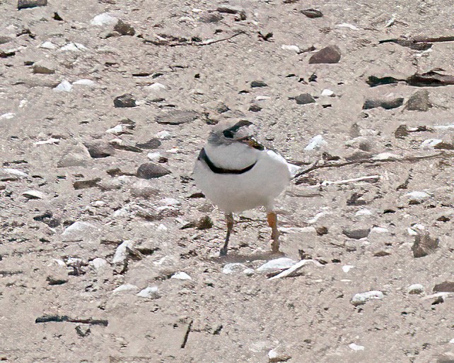 Piping Plover - ML619569965