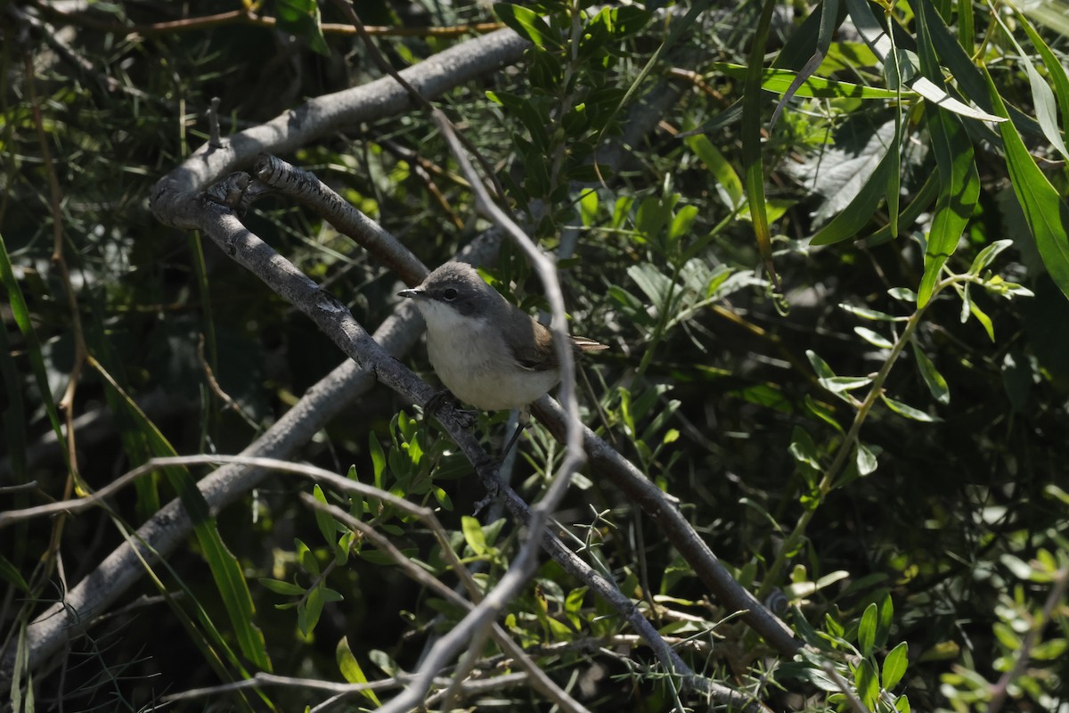 Greater Whitethroat - ML619569975