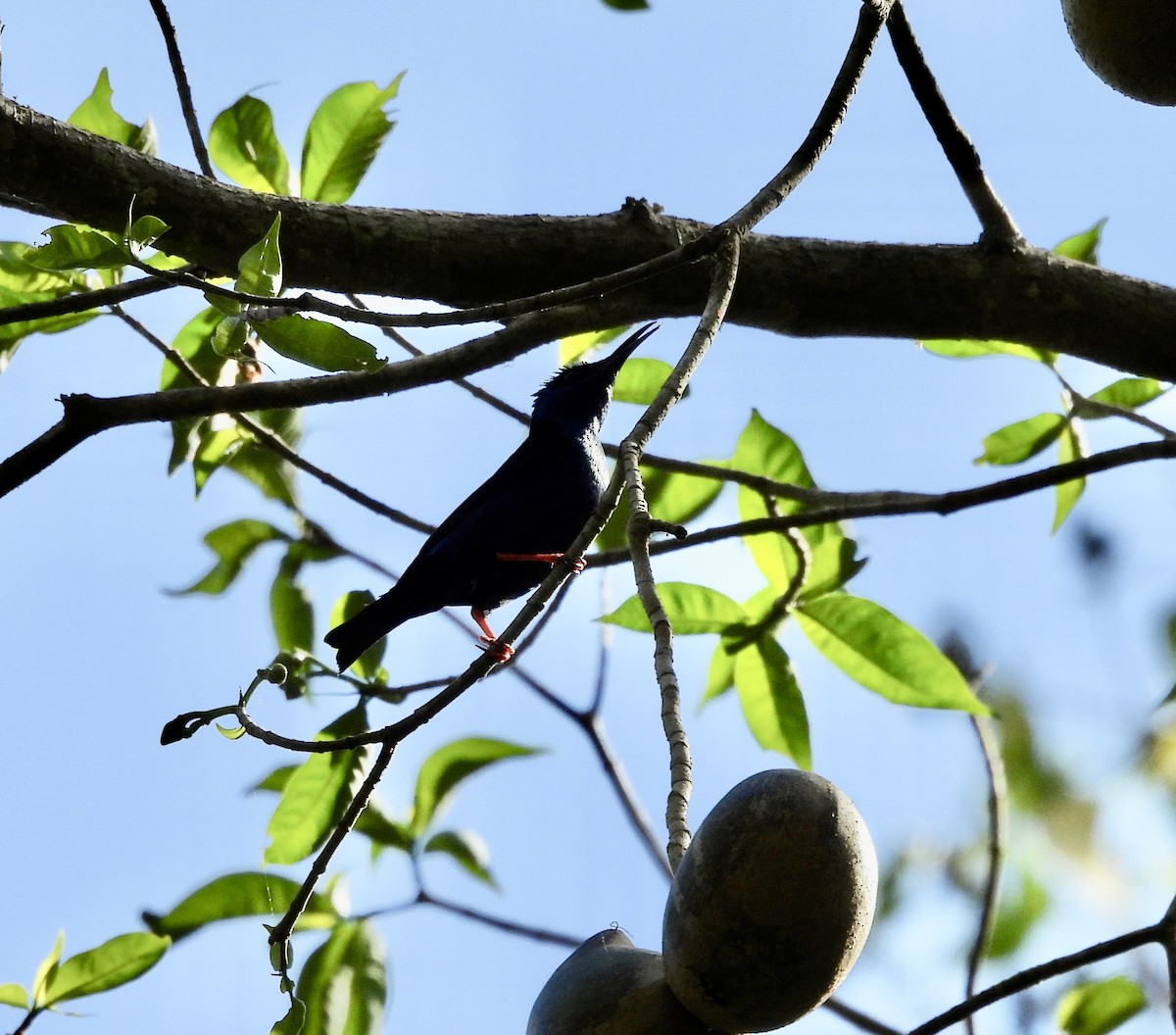 Red-legged Honeycreeper - Susan Thome-Barrett