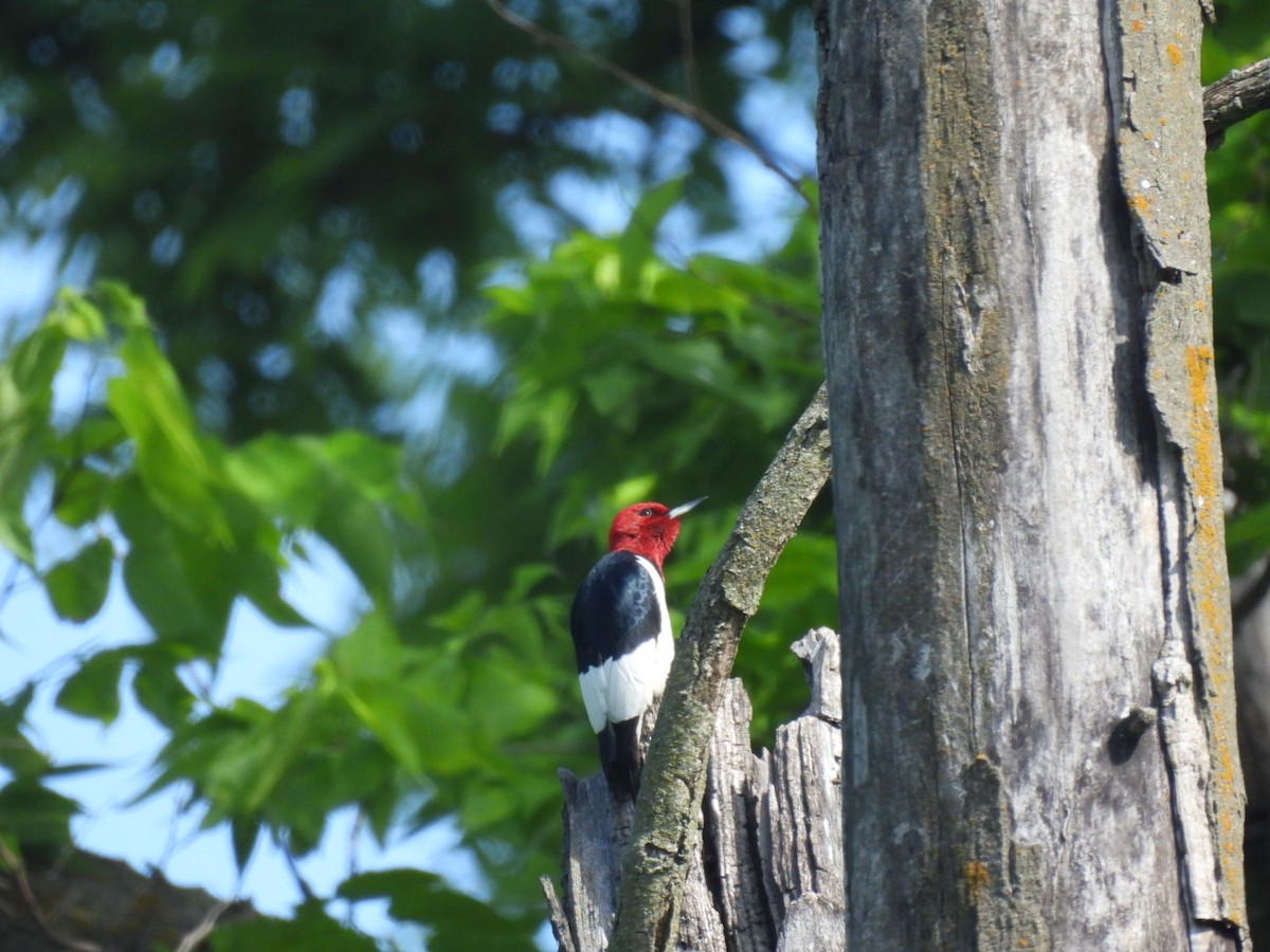 Red-headed Woodpecker - Perry Yingling