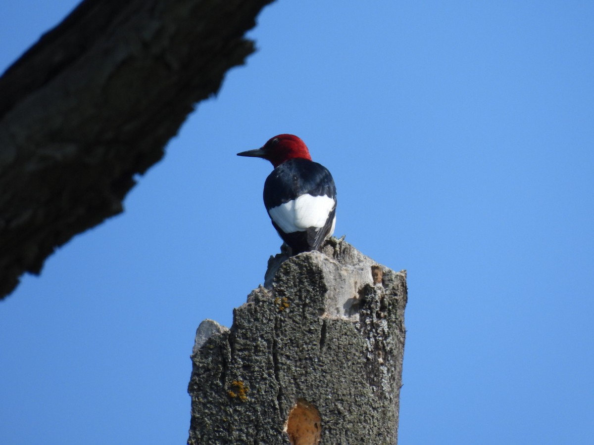 Red-headed Woodpecker - Perry Yingling