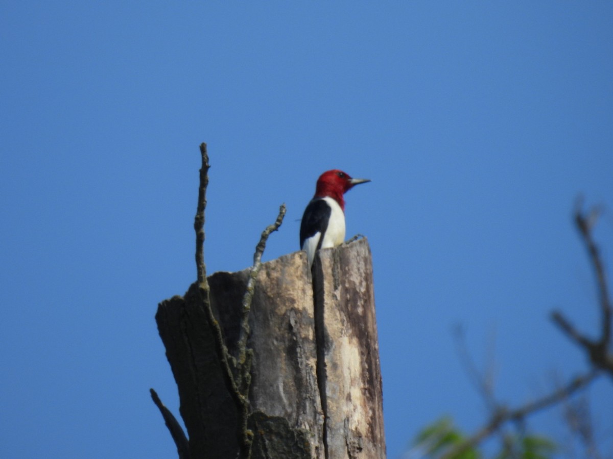 Red-headed Woodpecker - Perry Yingling