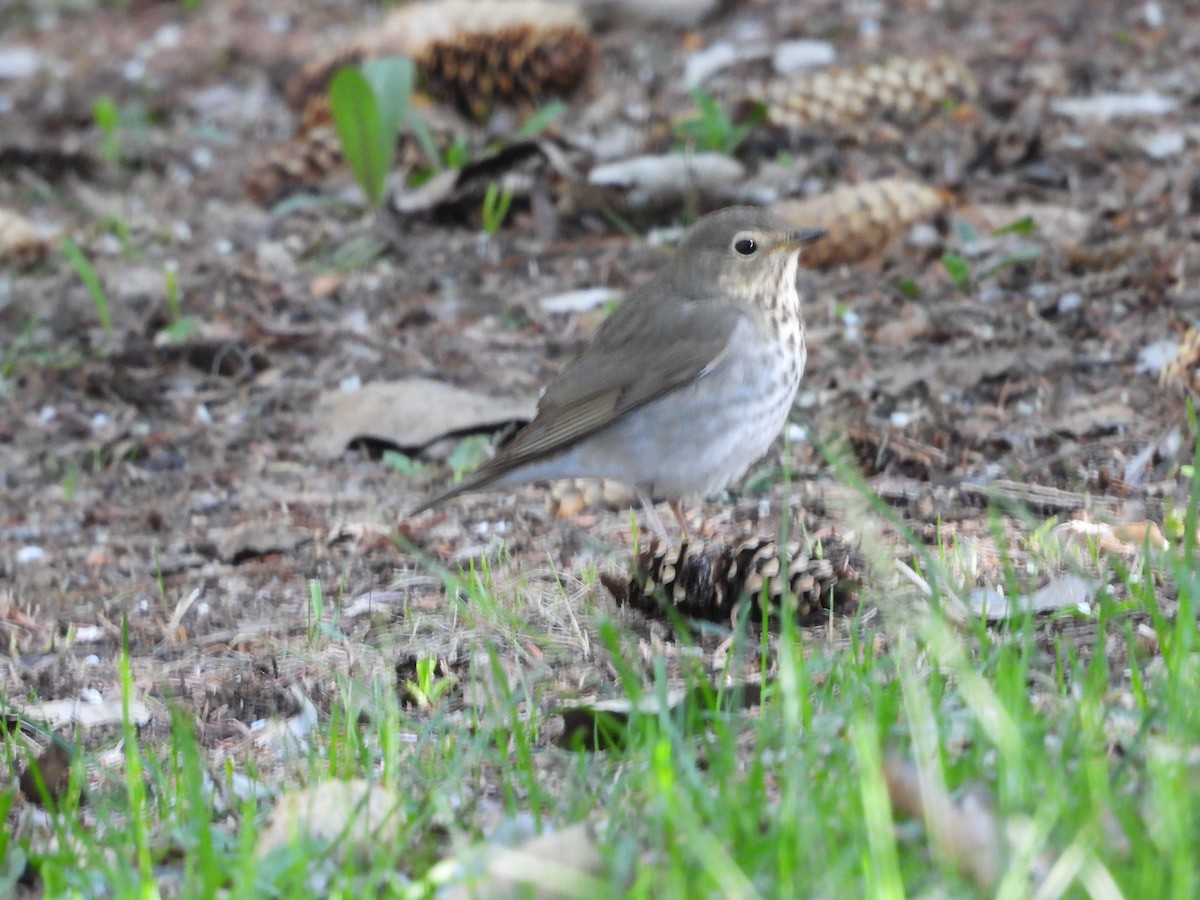 Swainson's Thrush - Gerard Nachtegaele