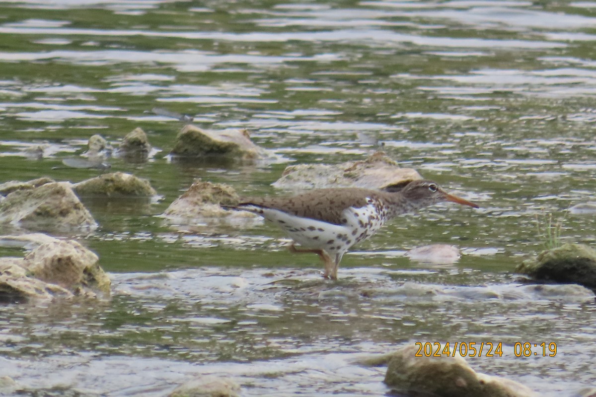 Spotted Sandpiper - Lucy Flanagan