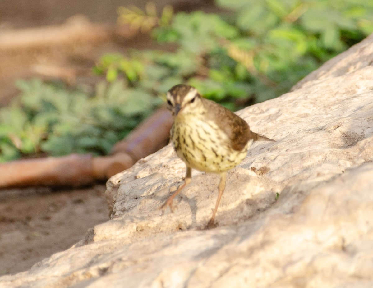 Louisiana Waterthrush - Andrea Salas