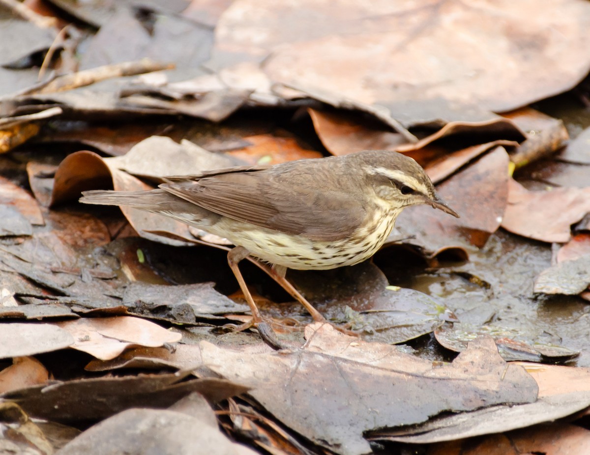 Louisiana Waterthrush - Andrea Salas